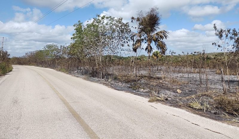 Los incendios comienzan afectar la biodiversidad de Quintana Roo