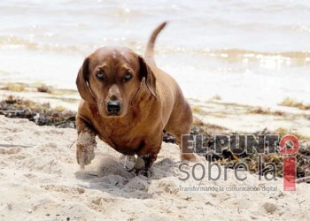 Prohibirán la entrada de mascotas en las playas de Tulum