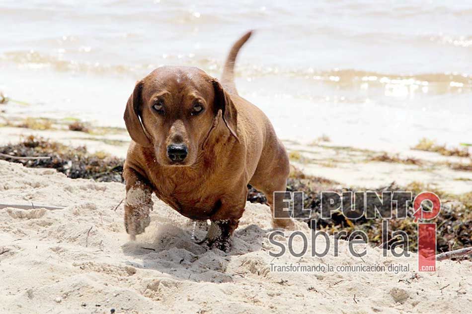 Prohibirán la entrada de mascotas en las playas de Tulum