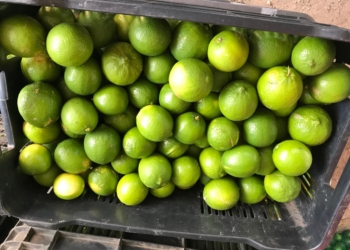 Diario roban 1 tonelada de limón en Othón P. Blanco