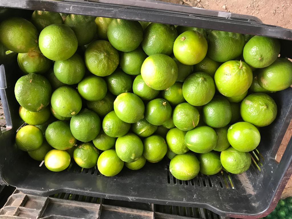 Diario roban 1 tonelada de limón en Othón P. Blanco