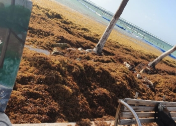 Barrera anti sargazo mal colocada en Mahahual