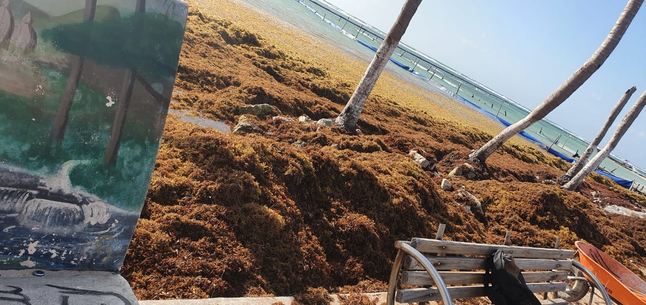 Barrera anti sargazo mal colocada en Mahahual