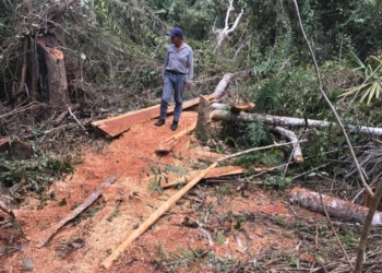 Devastación en el sur, denuncian tala clandestina en Bacalar