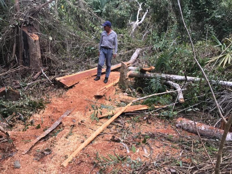 Devastación en el sur, denuncian tala clandestina en Bacalar