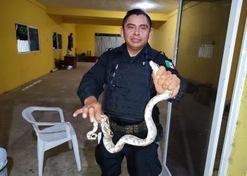 Susto a familia de Sisal