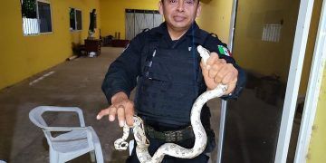 Susto a familia de Sisal