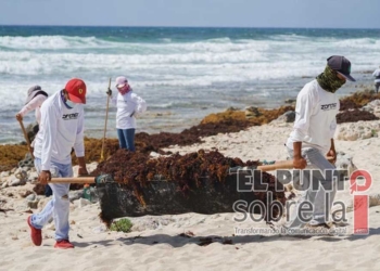 Brigadistas retiran sargazo de playas de Cozumel