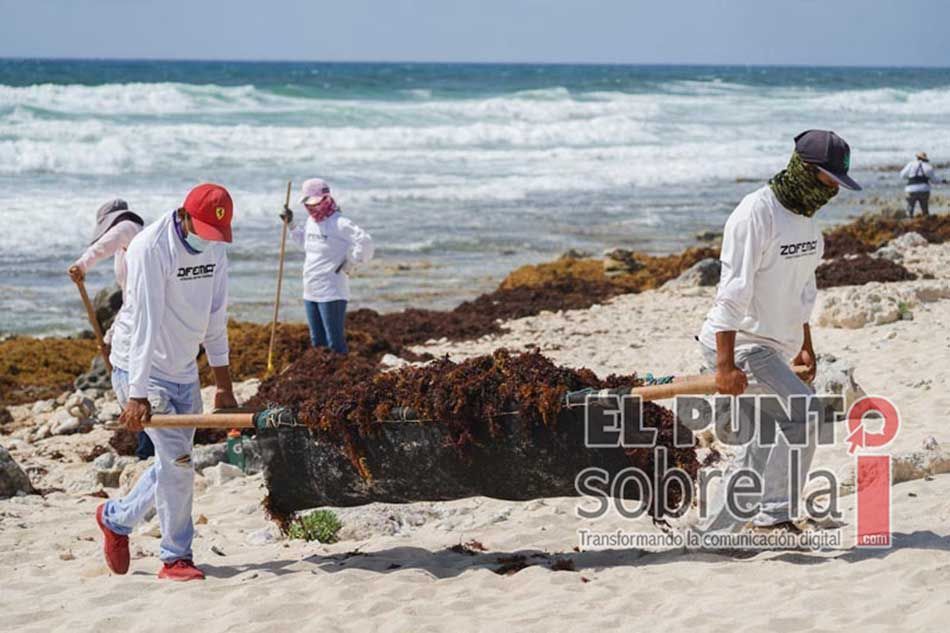Brigadistas retiran sargazo de playas de Cozumel