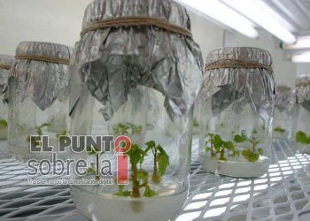 Centro de Investigación Científica de Yucatán pide priorizar protección de propiedad intelectual