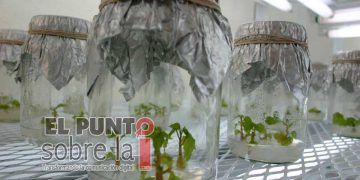 Centro de Investigación Científica de Yucatán pide priorizar protección de propiedad intelectual