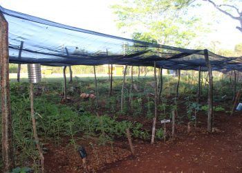 Huerto Agroecológico atrae la atención de estudiantes