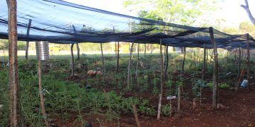 Huerto Agroecológico atrae la atención de estudiantes