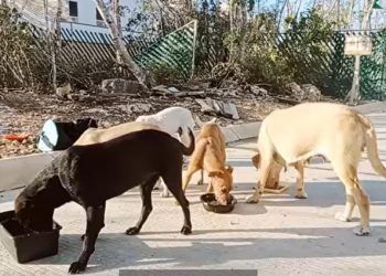 Readecuarán Santuario Animal de Solidaridad para mejorar sus servicios