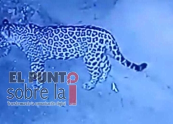 Instalan cerca de zona urbana de Playa del Carmen cámaras para monitorear desplazamiento de jaguar