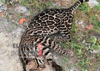 Animalistas piden a conductores precaución para evitar daños a especies silvestres en el sur de Q.Roo