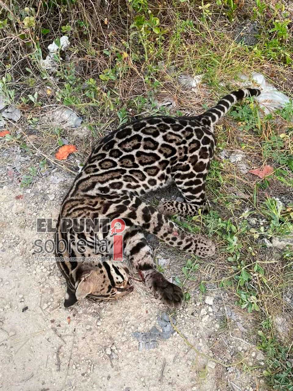 Animalistas piden a conductores precaución para evitar daños a especies silvestres en el sur de Q.Roo