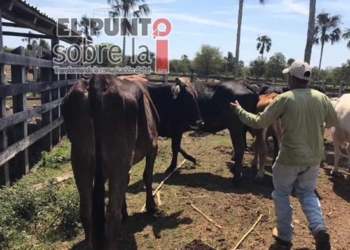 La sequía afecta a los ganaderos del centro y sur del Estado