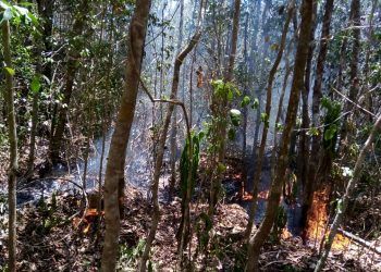 Incendio forestal en Bacalar consume más de 2,200 hectáreas