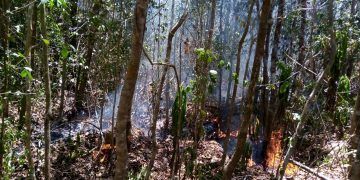 Incendio forestal en Bacalar consume más de 2,200 hectáreas
