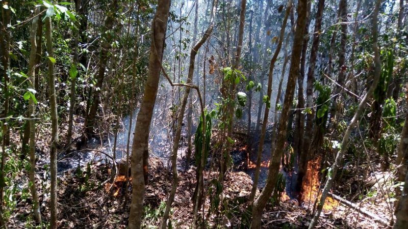 Tres incendios se mantienen activos en Quintana Roo