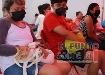 Inician en Cancún jornadas de esterilización felina