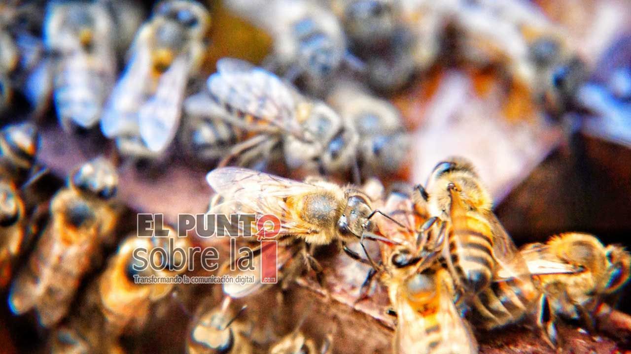 Diputada panista presenta iniciativa de ley en pro de las abejas en Yucatán
