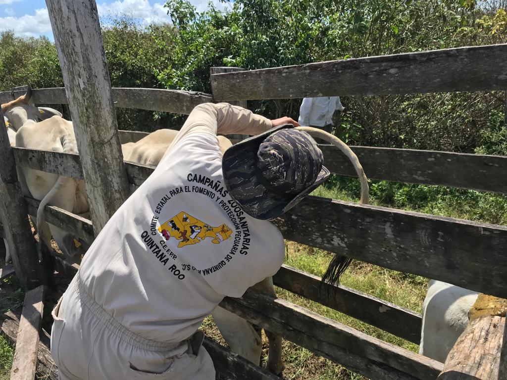 Paro laboral en el Comité de Protección Pecuaria de Quintana Roo