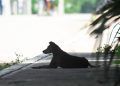 Preocupa en Chetumal la falta de un programa de manejo de animales callejeros