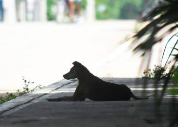 Preocupa en Chetumal la falta de un programa de manejo de animales callejeros