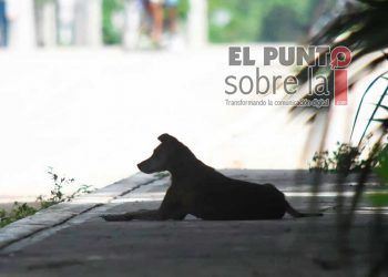 Preocupa en Chetumal la falta de un programa de manejo de animales callejeros