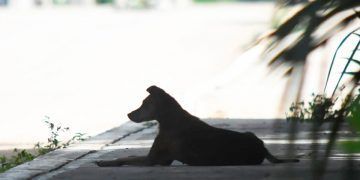 Preocupa en Chetumal la falta de un programa de manejo de animales callejeros