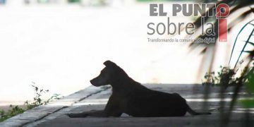 Preocupa en Chetumal la falta de un programa de manejo de animales callejeros