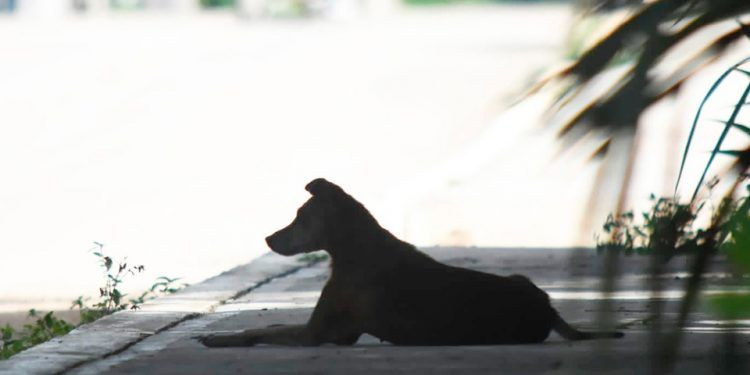 Preocupa en Chetumal la falta de un programa de manejo de animales callejeros