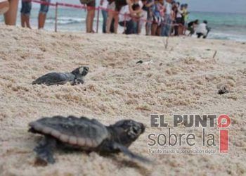 Inician notificación a turisteros de Playa del Carmen para favorecer anidación de tortugas