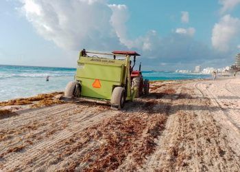 Recolectan casi mil toneladas de sargazo en playas de Cancún, durante abril