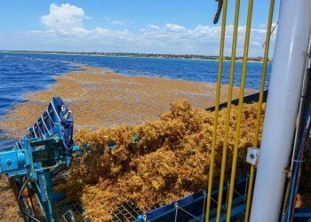 Se pronostica que más de 32 mil toneladas de sargazo se acercan al Caribe Mexicano