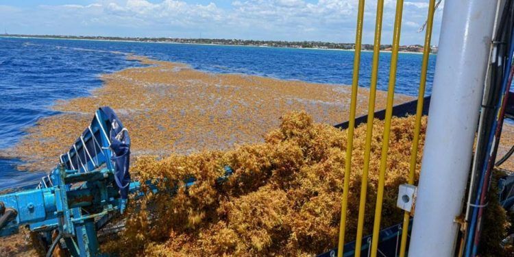 Se pronostica que más de 32 mil toneladas de sargazo se acercan al Caribe Mexicano