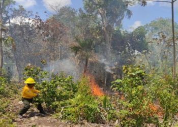 Ayuntamiento de Benito Juárez busca prevenir incendios forestales