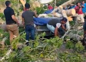 Fallece al caer un árbol encima del vehículo en el que viajaba en la Mérida-Cancún