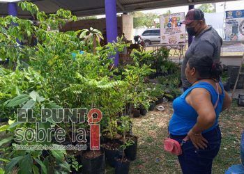 Floricultores de Lázaro Cárdenas perciben repunte comercial tras dos años