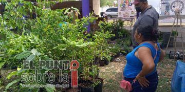 Floricultores de Lázaro Cárdenas perciben repunte comercial tras dos años