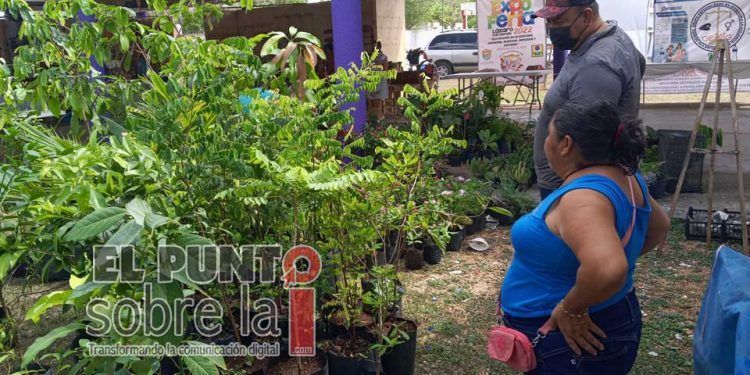 Floricultores de Lázaro Cárdenas perciben repunte comercial tras dos años