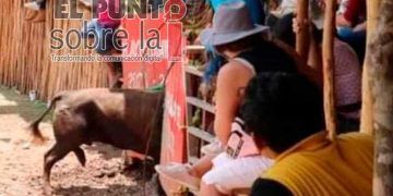 Toro de lidia se escapa y deambula por calles de Chumayel