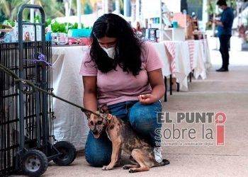 Concientizan a solidarenses sobre adopción de perros y gatos