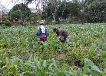 Productores de Lázaro Cárdenas sustituyen agroquímicos con lombricultura