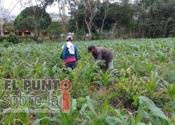 Productores de Lázaro Cárdenas sustituyen agroquímicos con lombricultura