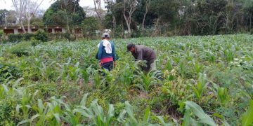 Productores de Lázaro Cárdenas sustituyen agroquímicos con lombricultura
