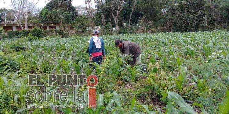Productores de Lázaro Cárdenas sustituyen agroquímicos con lombricultura