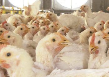Combatir a la coccidiosis, primordial en beneficio de la producción avícola en México